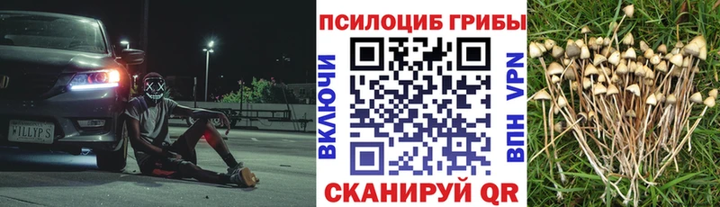 Купить  Дмитров  Псилоцибиновые грибы мицелий 